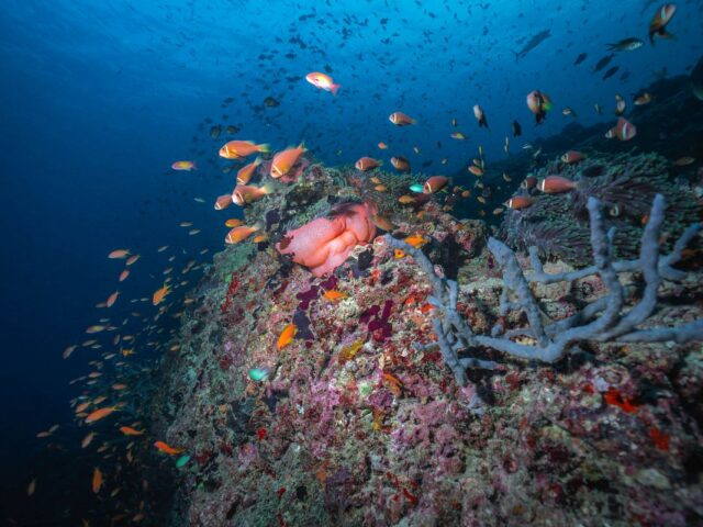 Dive and Explore Felidhoo