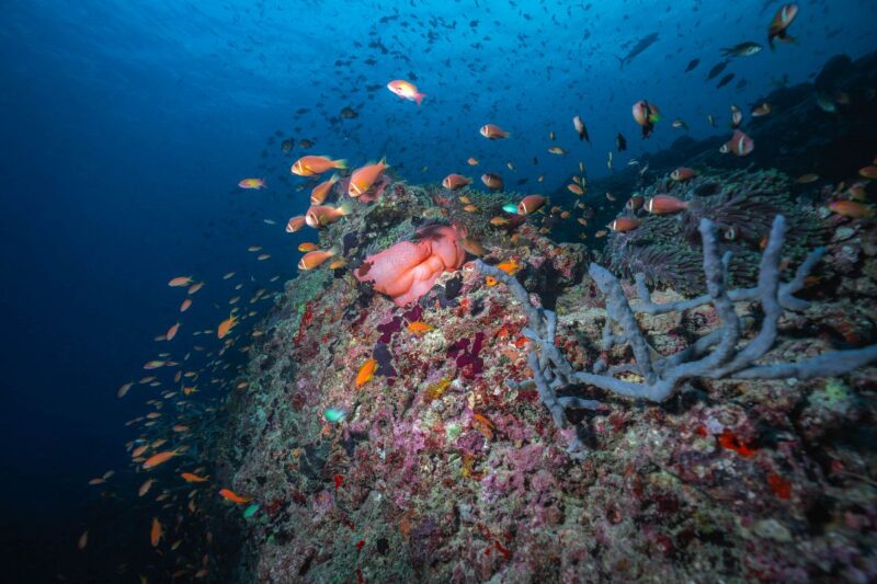 Dive and Explore Felidhoo