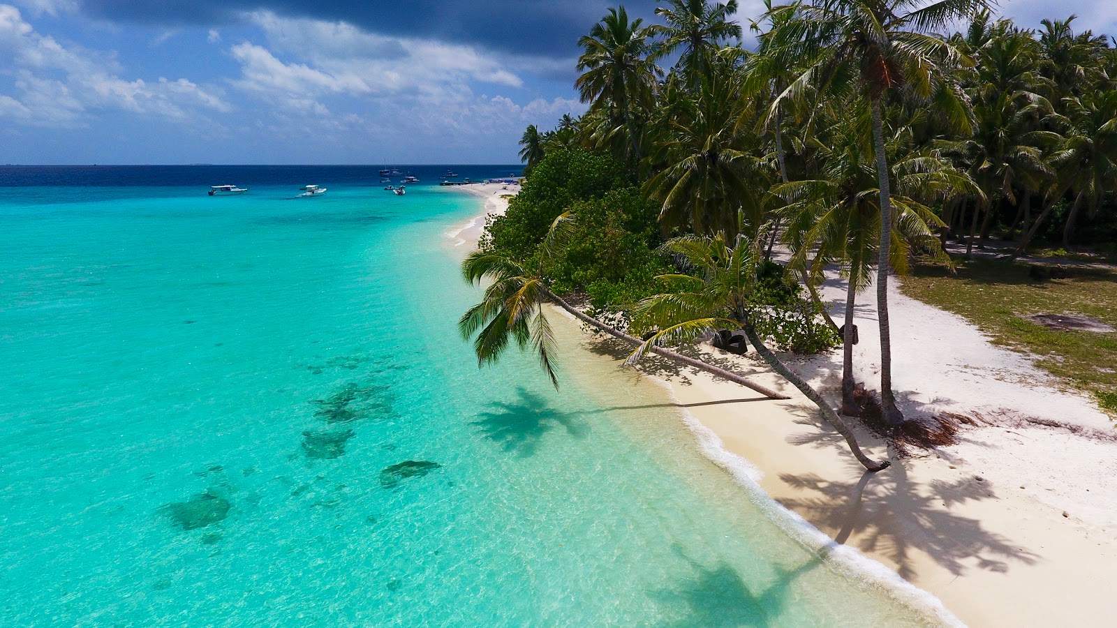 fulidhoo beach-conch