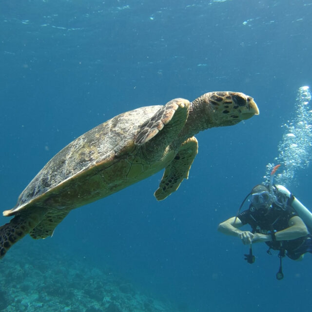https://conchholidays.com/wp-content/uploads/2018/09/scuba-diving-fulidhoo-island-vaavu-conch-holidays-640x640.jpg
