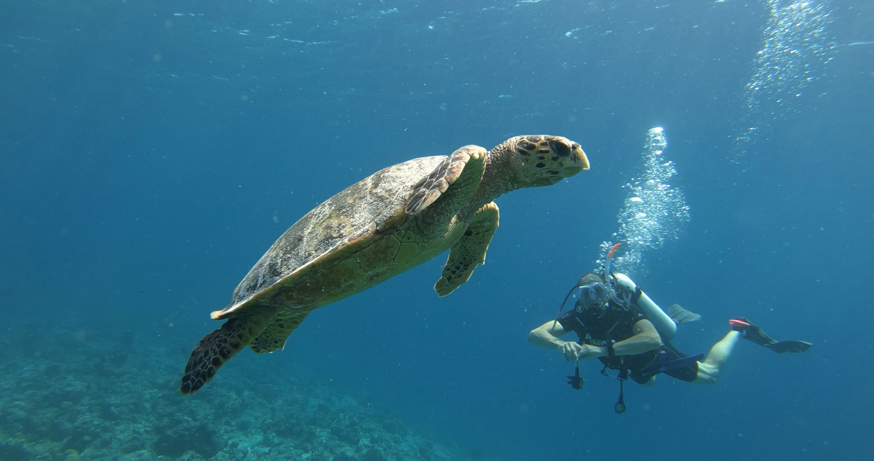 scuba-diving-fulidhoo-island-vaavu-conch-holidays