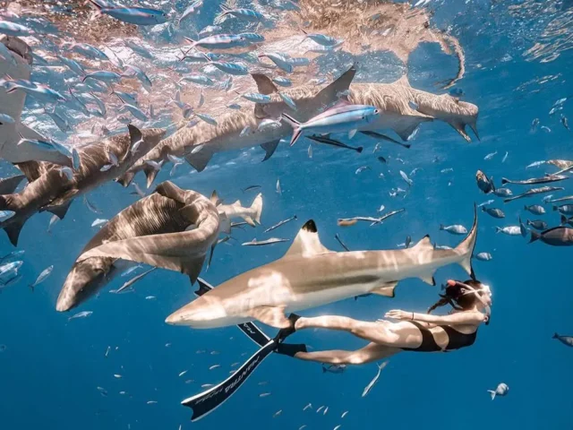 Island Hopping in Vaavu Atoll