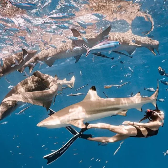https://conchholidays.com/wp-content/uploads/2018/09/shark-snorkelling-fulidhoo-malidves-conch-holidays-640x640.webp