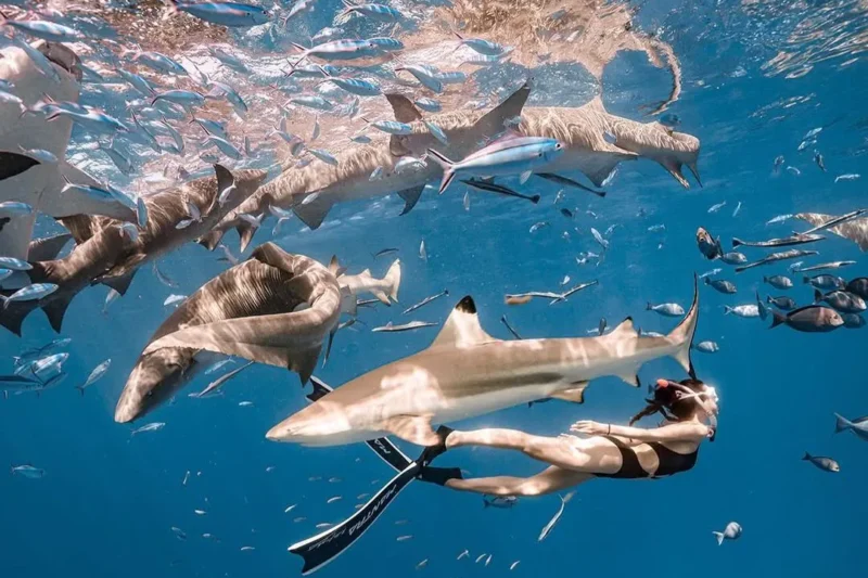 Island Hopping in Vaavu Atoll