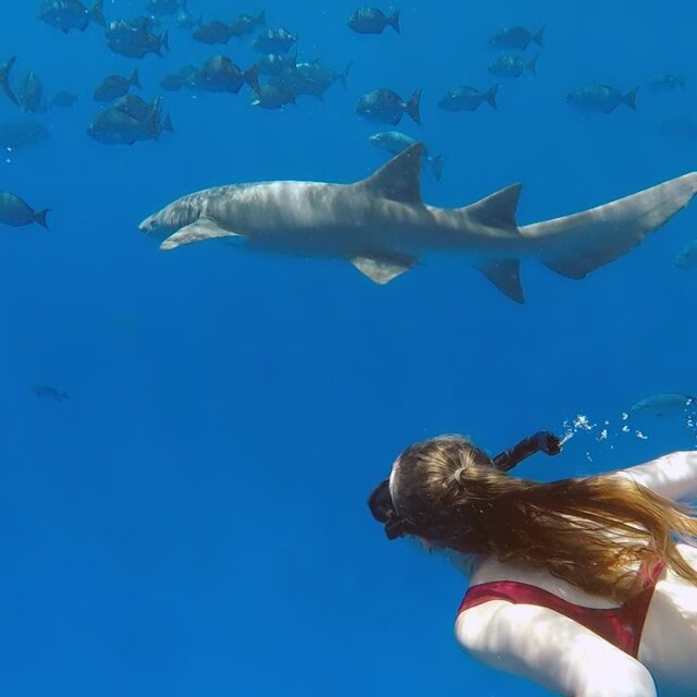 https://conchholidays.com/wp-content/uploads/2018/09/vaavu-thinadhoo-shark-snorkelling-640x640.jpg