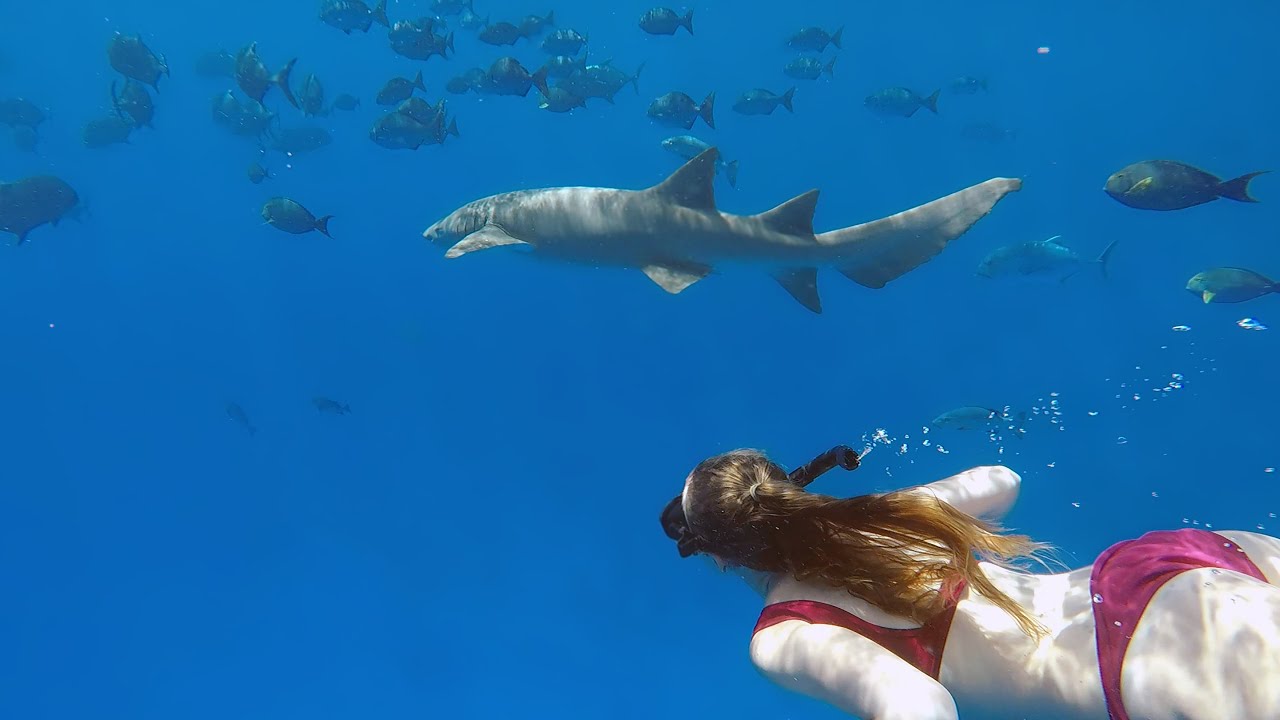 vaavu thinadhoo shark snorkelling