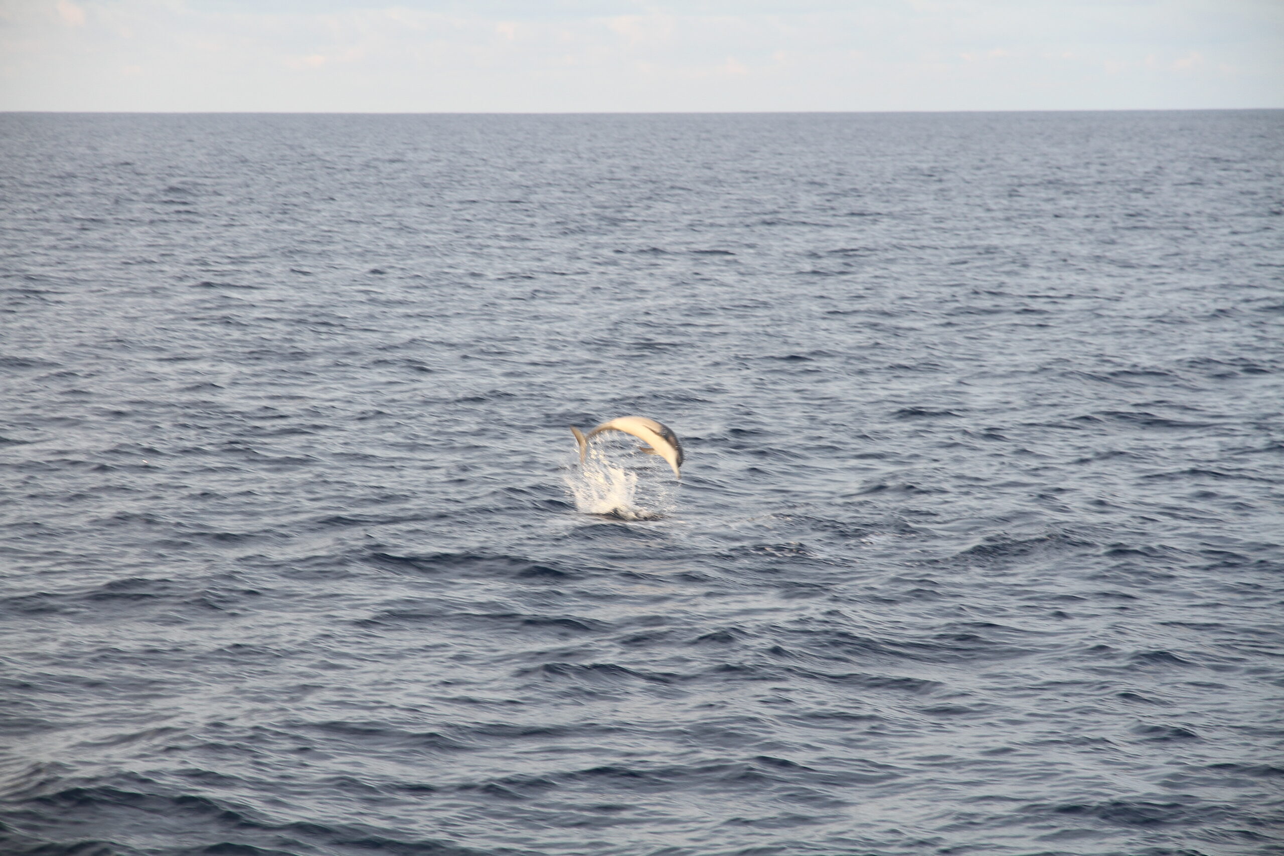 eydhafushi-dolphin-cruise-conch-holidays