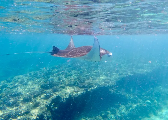 manta-sighting-ukulhas-maldives-conch-holidays