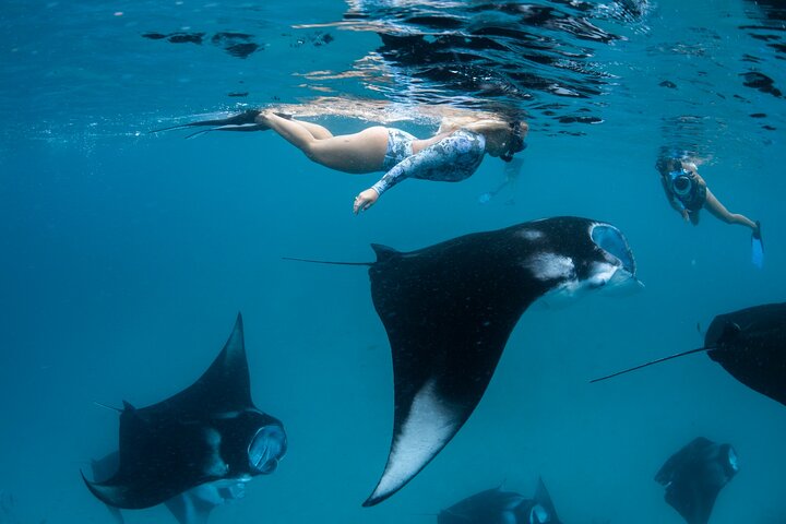 manta-snorkelling-eydhafushi-conch-holidays