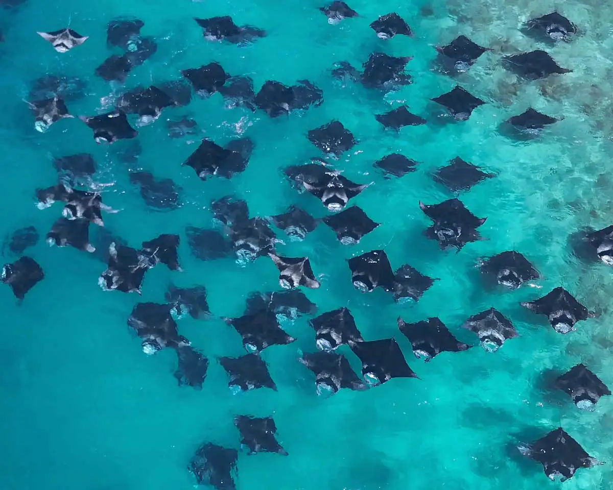 Hanifaru-Bay-Manta-Point-Baa-Atoll-conchholidays