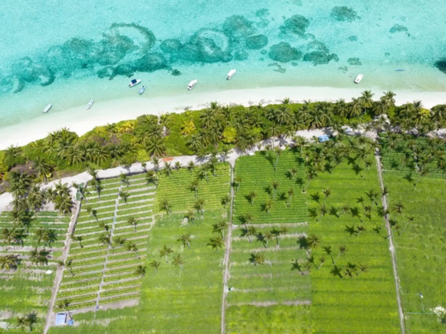 Tropical Escape in Thoddoo