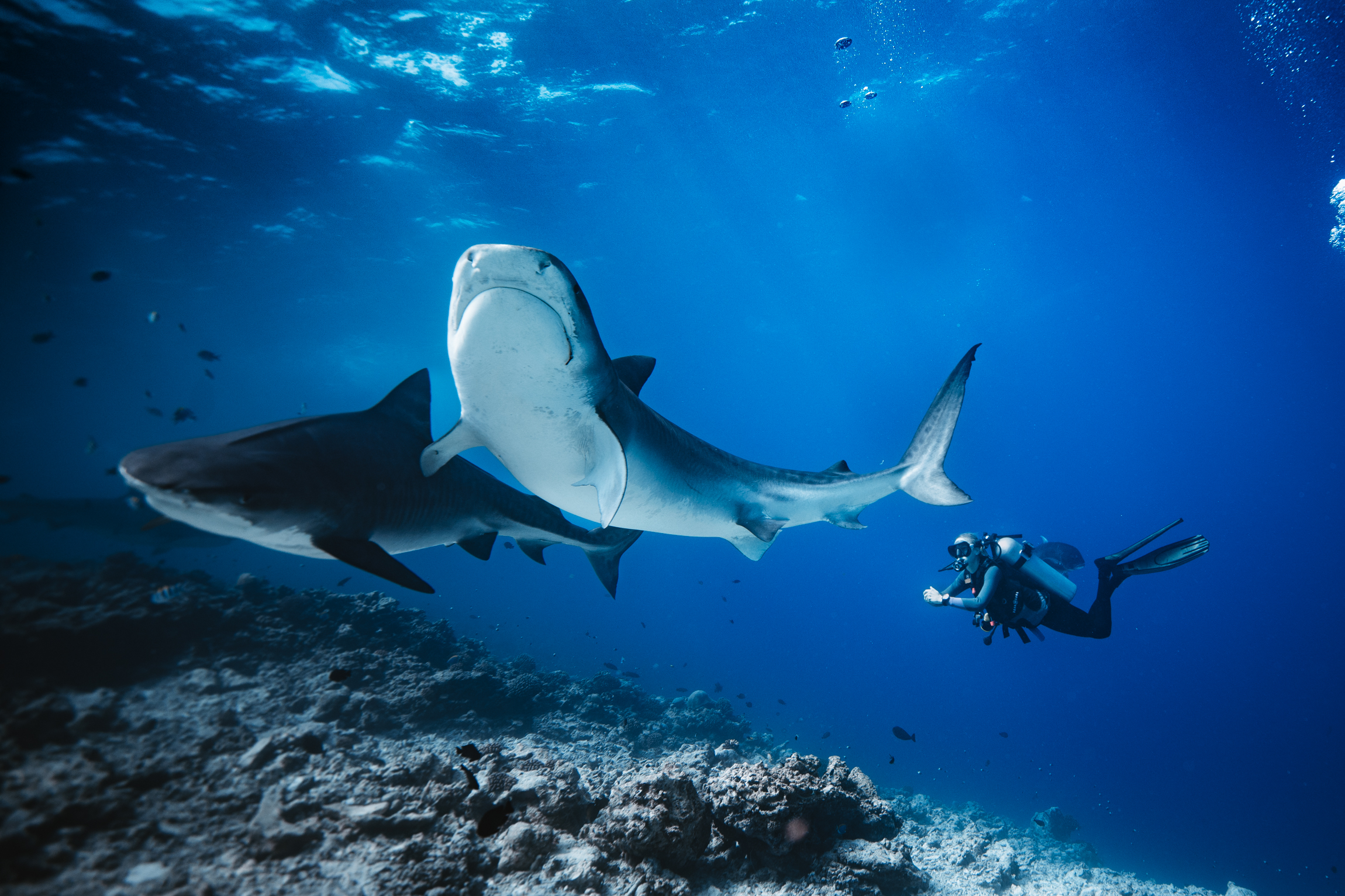 fuvahmulah-tigershark-diving-conch-holidays