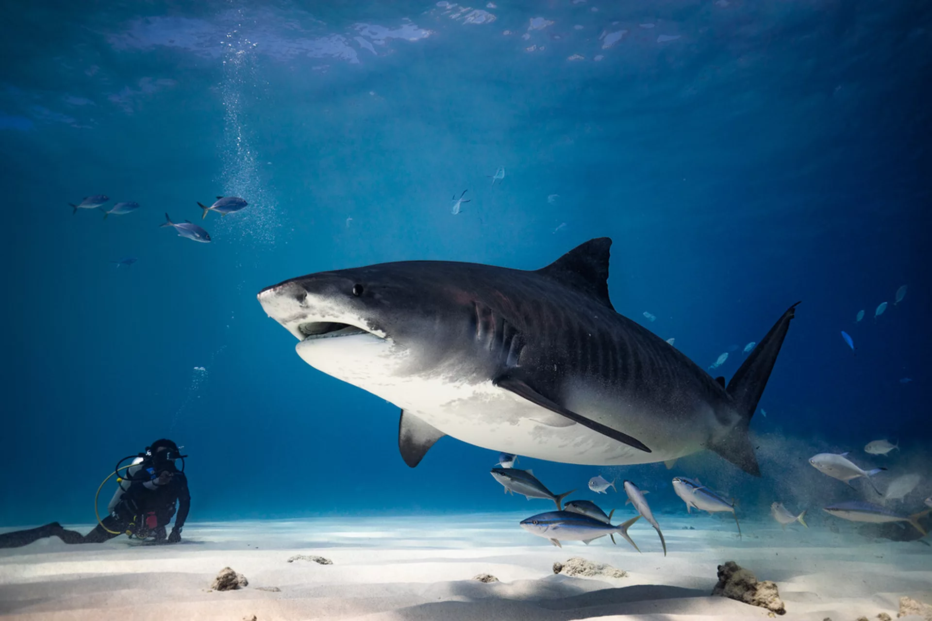 fuvahmulah-tigershark-diving-conch-holidays