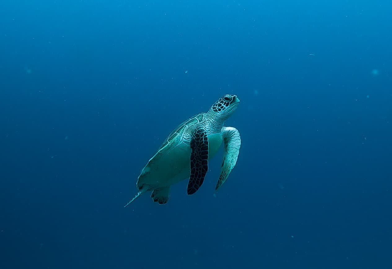 scuba-diving-dharavandhoo-conchholidays