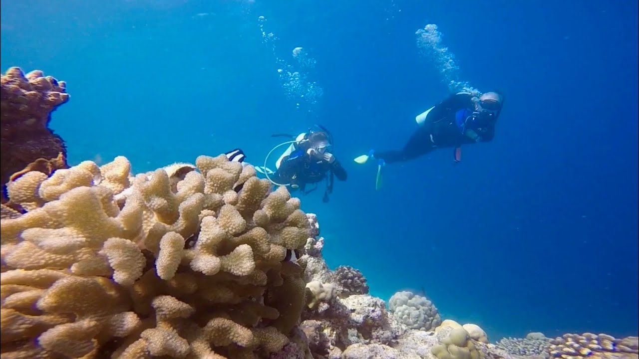 scuba-diving-maalhos-conch-holidays
