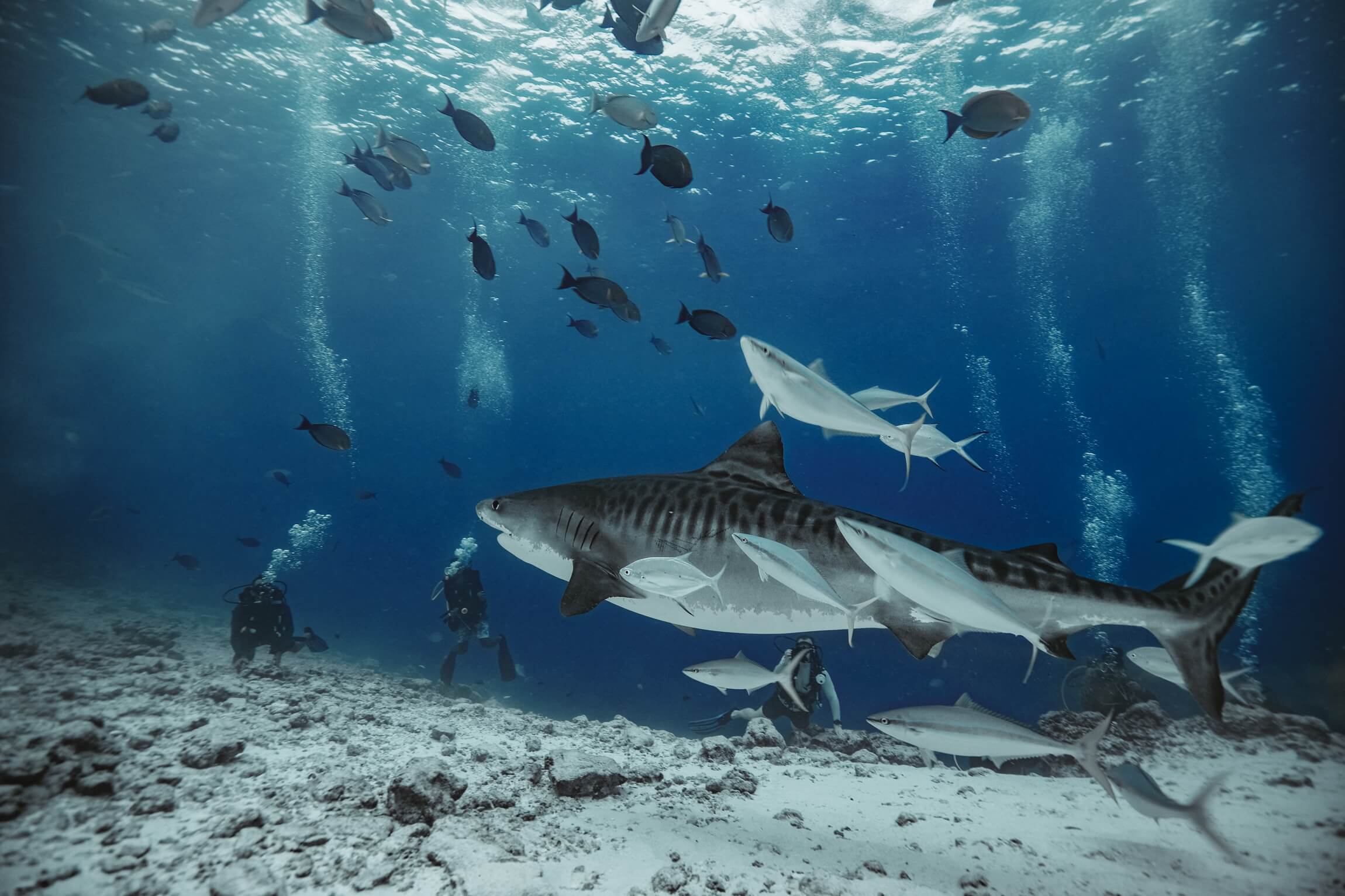tiger-sharks-fuvahmulah-conch-holidays