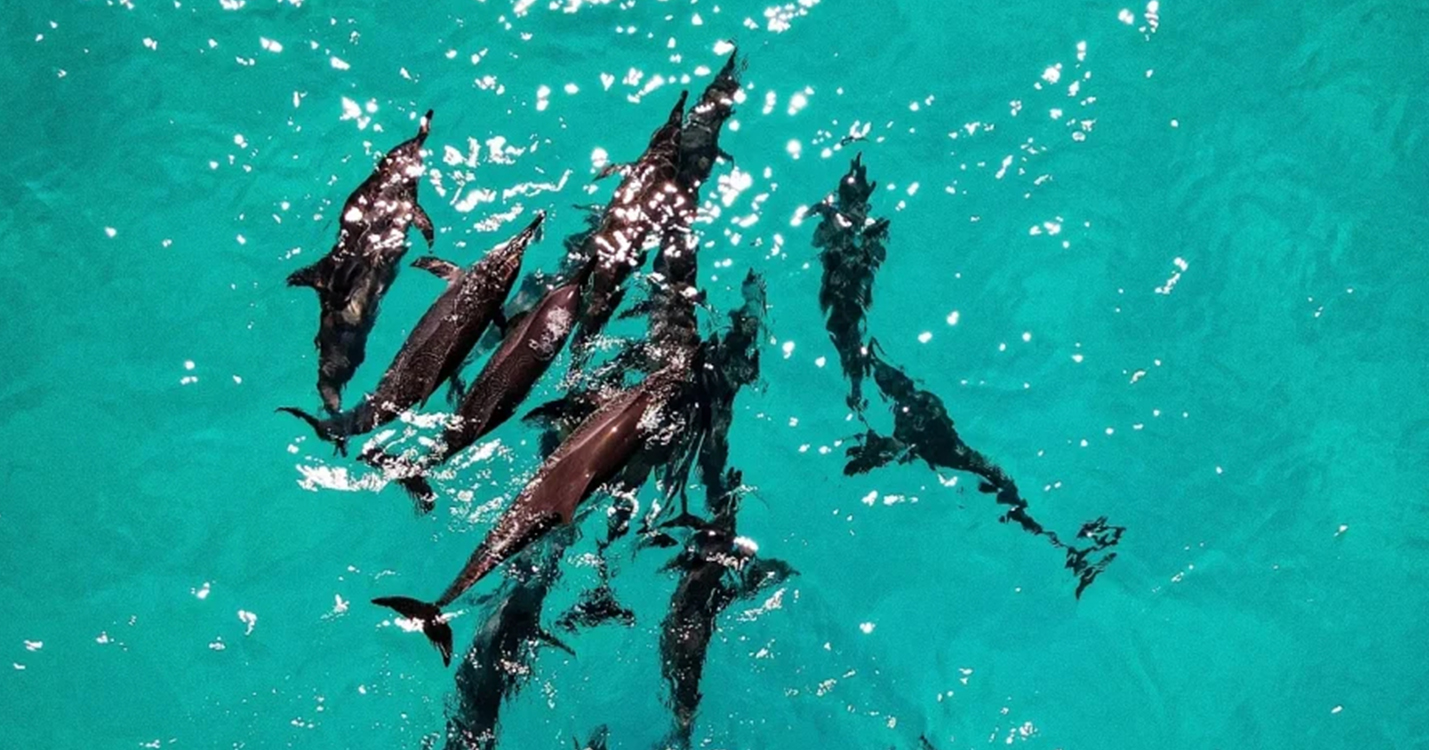 Dolphin Cruise_Adaaran Prestige Vadoo_Aerial_Conch