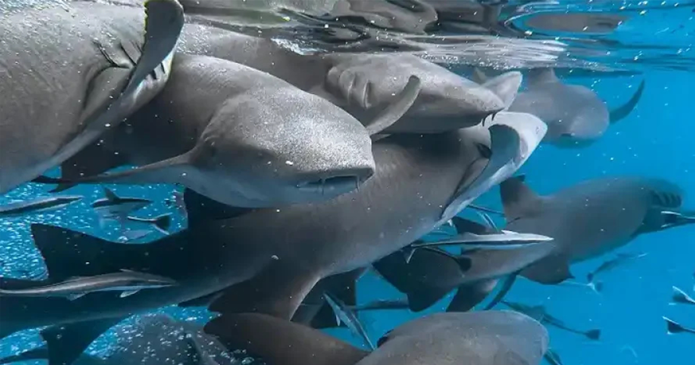 Nurse Shark Snorkelling_Adaaran Prestige Vadoo_Aerial_Conch