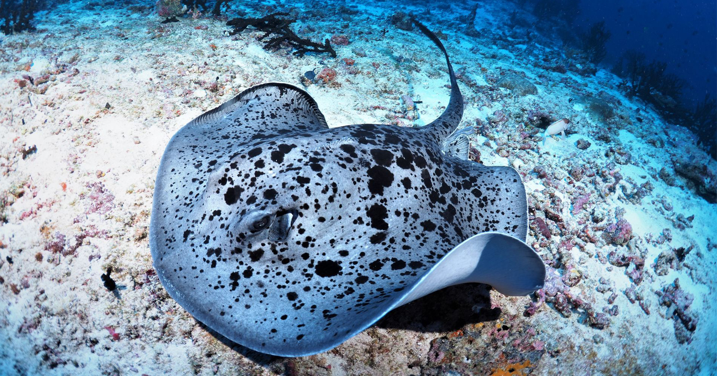 dive-sting ray-Adaaran Select Meedhupparu_Conch Holidays_Maldives