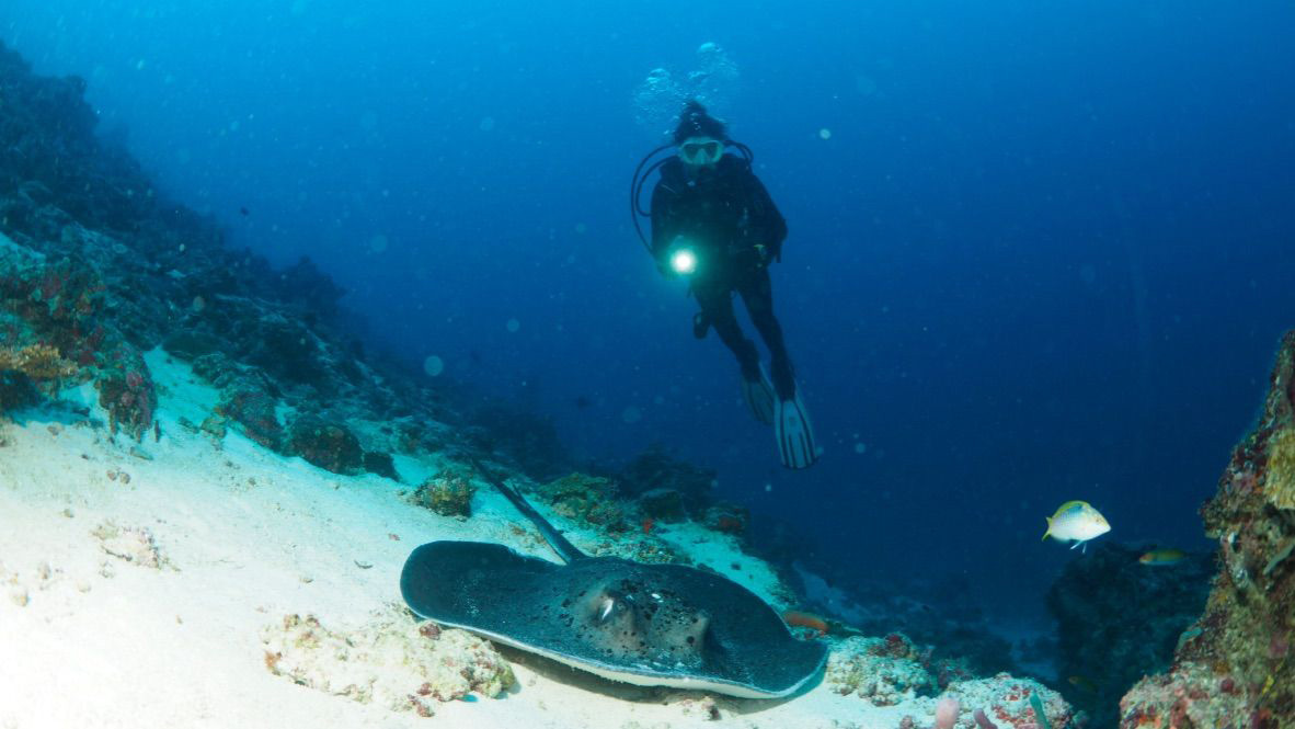 dive-sting ray-dive courses-Adaaran Select Meedhupparu_Conch Holidays_Maldives