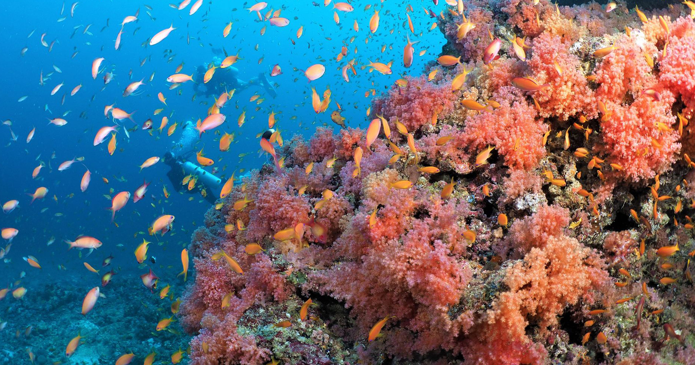 -snorkelling-reef-Adaaran Select Meedhupparu_Conch Holidays_Maldives